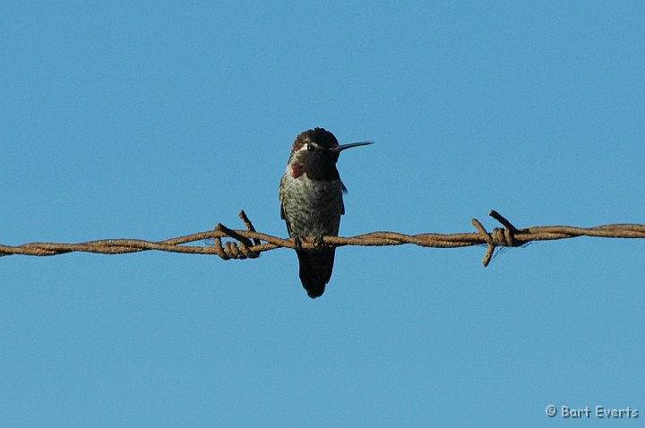 DSC_0885a.jpg - Male Anna's Hummingbird